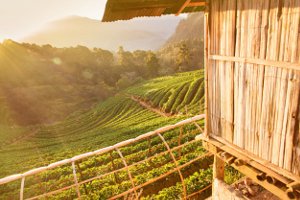 Nicht alle Agrarumweltmaßnahmen können immer umgesetzt werden. Code M10.0002 NRR eignet sich etwa nicht für Dauerkulturen wie Wein.