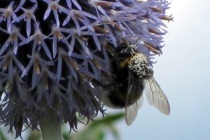 Bienen sind vom Aussterben bedroht - Hummeln auch