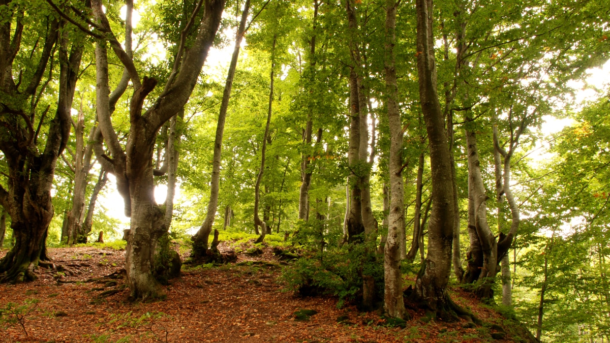Droht ein Bußgeld, wenn Sie Pilze sammeln?