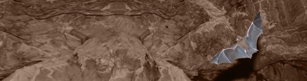 Fledermausschutz in Deutschland