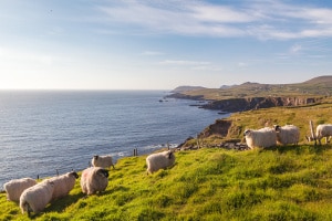 Nur für wenige Straßen muss eine Maut in Irland bezahlt werden.