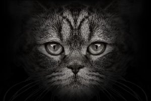 Tierseuchen können von Viehbeständen auch auf andere Tiere übertragen werden, beispielsweise Katzen.