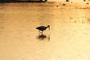 Alle Lebewesen auf der Erde sind von Treibhauseffekt und Klimawandel betroffen.