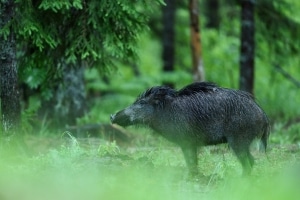 Wildtieren droht kein Bußgeld, sollten sie Pilze sammeln und fressen.
